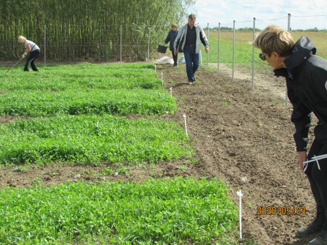 Litwa. Obserwacje wzrostu roślin w eksperymencie – to mieszanka koniczyny czerwonej i kostrzewy łąkowej.