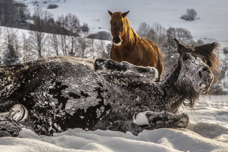 1-hutsul-horses-in-the-carpathians-photo-lukasz-grudysz.jpg
