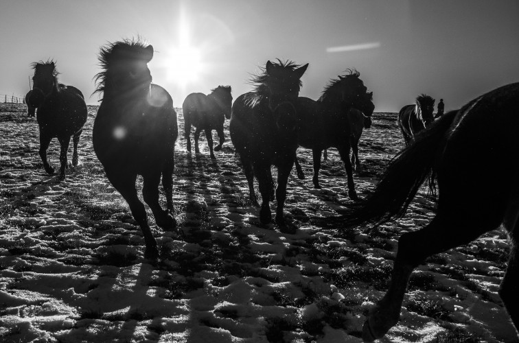 2-hutsul-horses-in-the-carpathians-photo-lukasz-grudysz.jpg