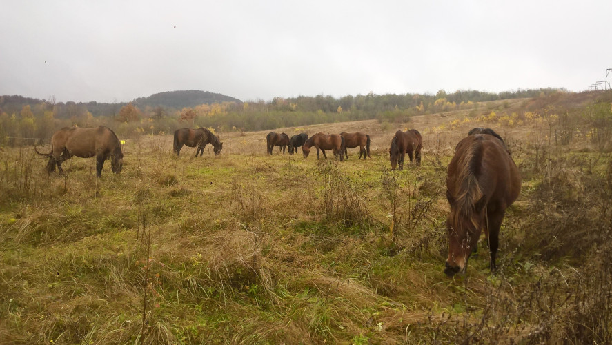 5-hutsul-horses-in-the-carpathians-photo-miroslava-golovach.jpg