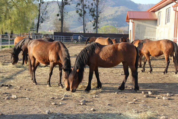 7-hutsul-horses-in-the-carpathians-photo-association.jpg